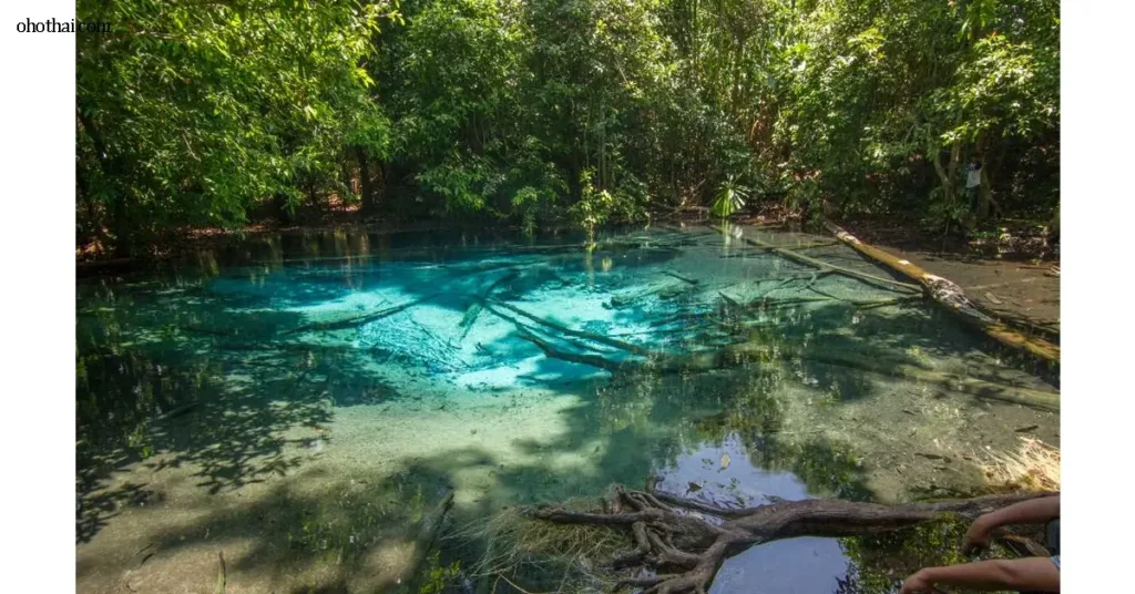Thung Teao Forest National Park อุทยานป่าทุ่งเตียว แหล่งธรรมชาติอันซ่อนเร้นของกระบี่ ด้วยภูมิทัศน์ของป่าดิบชื้นที่อุดมสมบูรณ์และมี