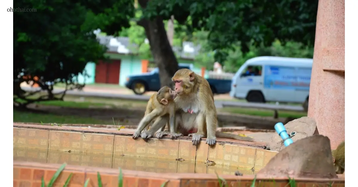 Monkey Park