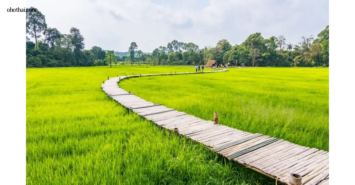 สะพานทุ่งนามุย